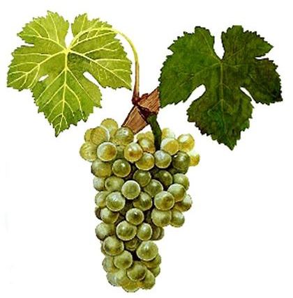 Viognier Weisswein beim Weinversand Vinatis online kaufen.